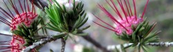 Darwinia fascicularis on the Elvina Bay track