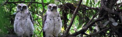 Powerful Owl family at Prince Alfred Pde Newport