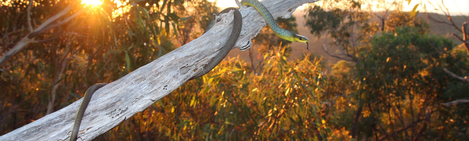Common Tree Snake – ©Jayden Walsh